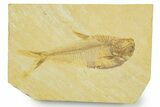 Detailed Fossil Fish (Diplomystus) - Wyoming #369450-1